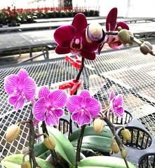 胡蝶蘭のナフト　コラム