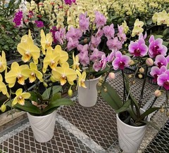 胡蝶蘭のナフト　コラム