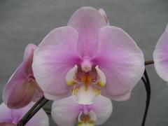 胡蝶蘭のナフト　コラム