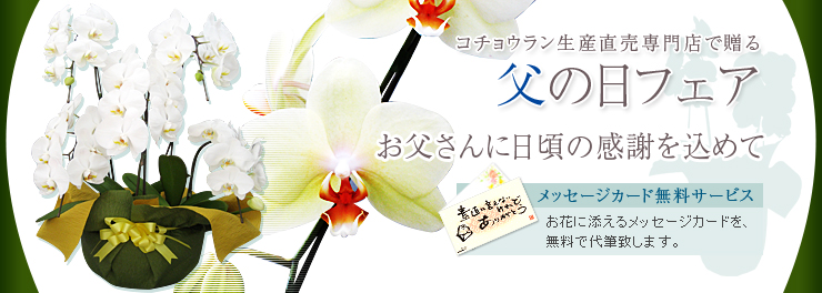 胡蝶蘭のナフト