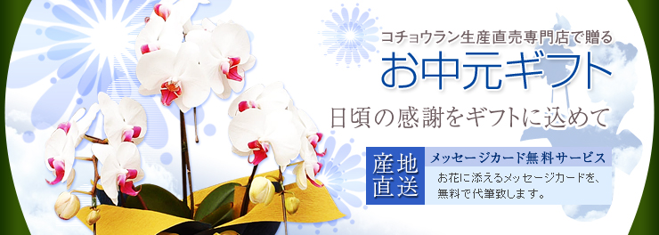 胡蝶蘭のナフト