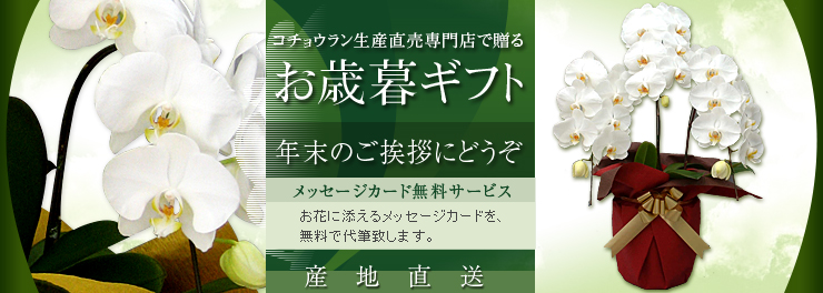 胡蝶蘭のナフト